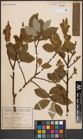 Foto von Salix caprea L.